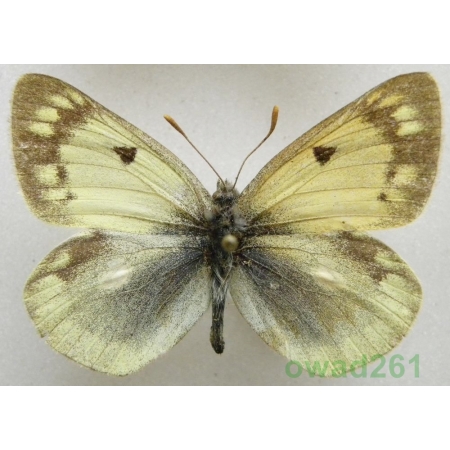 Colias montium Oberthür, 1886 China1